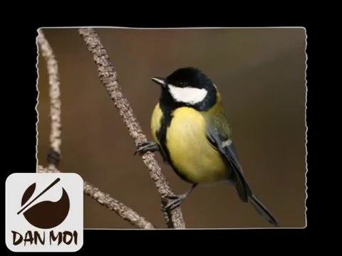 Great tit bird call