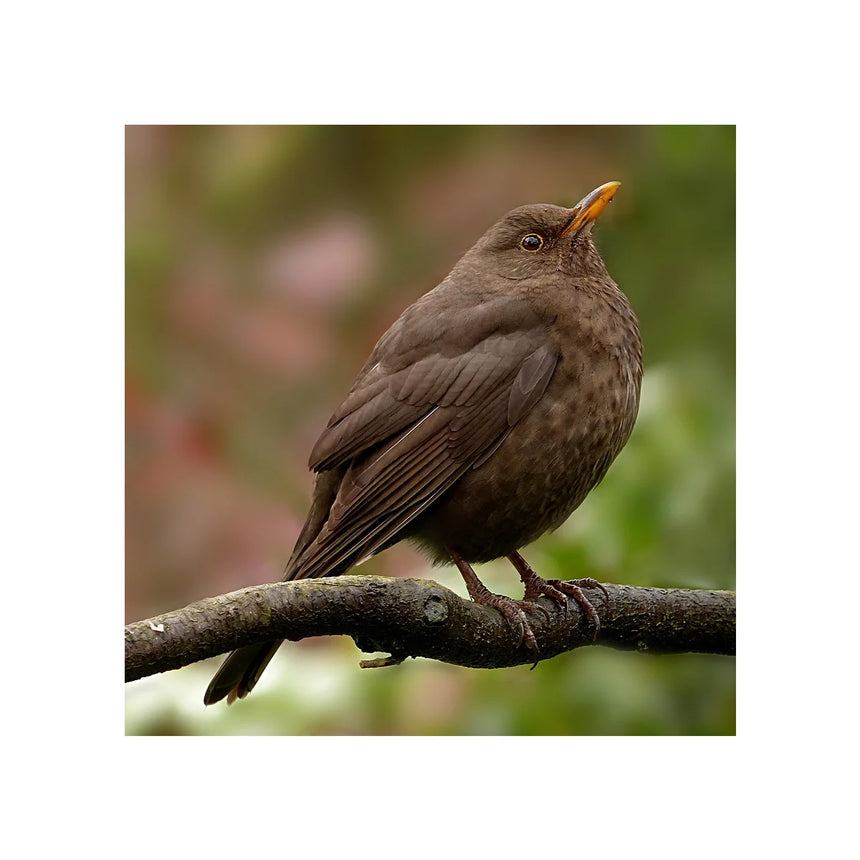 Vogelstimme Amsel - Musik-Ebert Gmbh